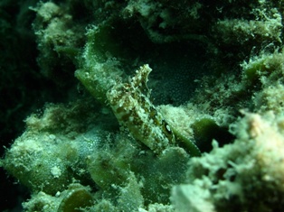 Camouflage
